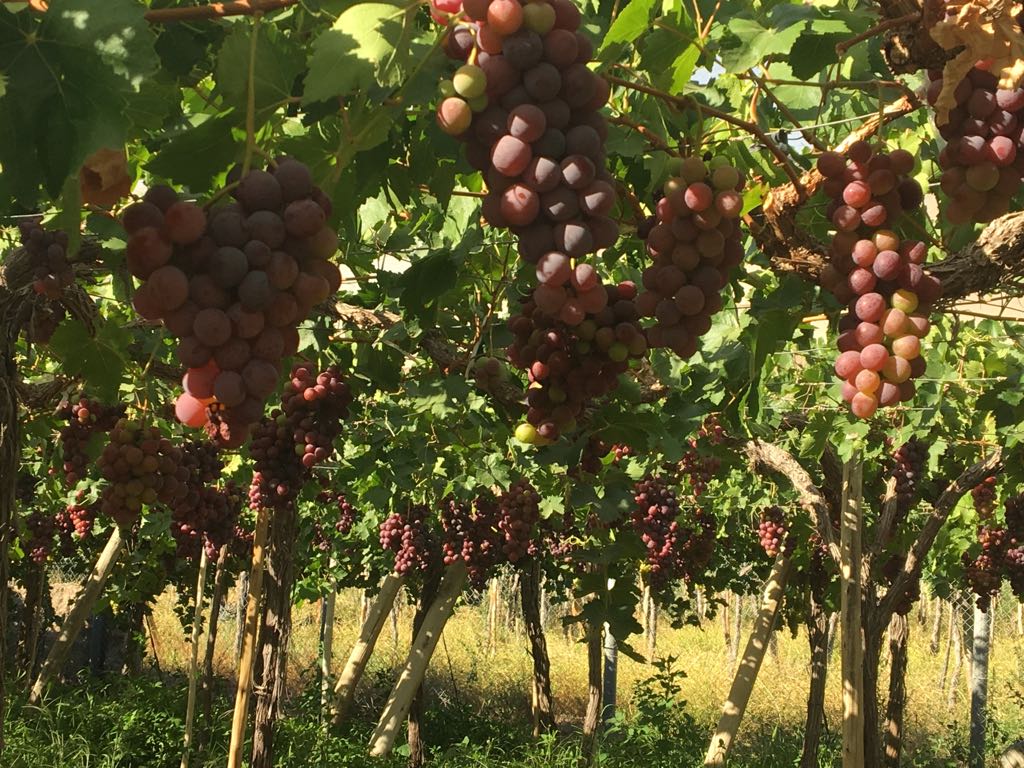 exportación de uvas y frutas